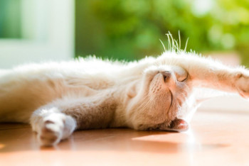 Фотография к новости: О погоде 11 августа рассказали казахстанцам