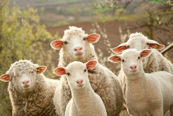 Фотография к новости: В честь Курбан-айта сельчанин простил похитителя, укравшего 10 овец 