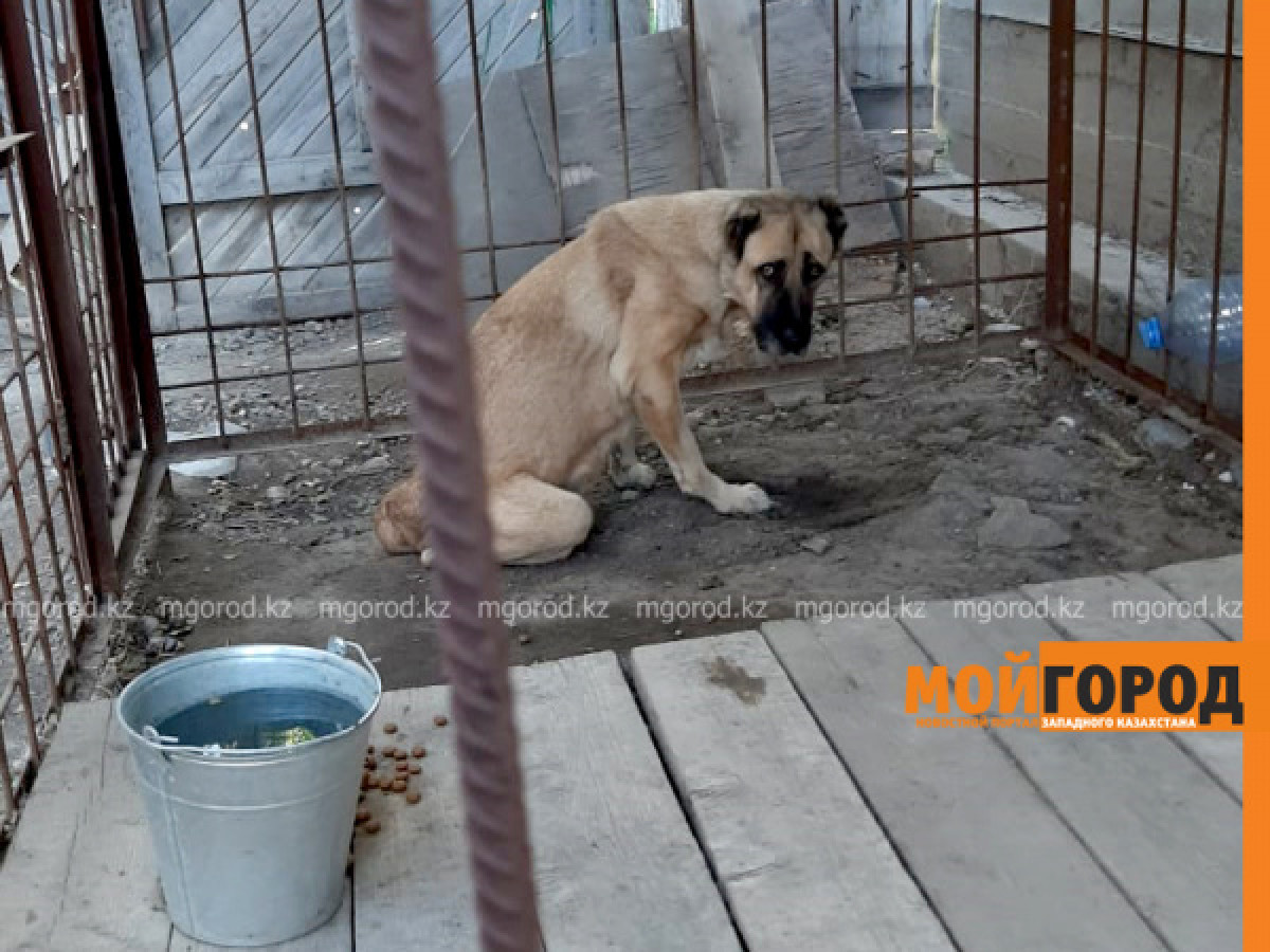 История атырауской Хатико: собака неделю ждала хозяев в степи