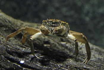 Фотография к новости: В Черном море появились редкие черные крабы - они очень опасны