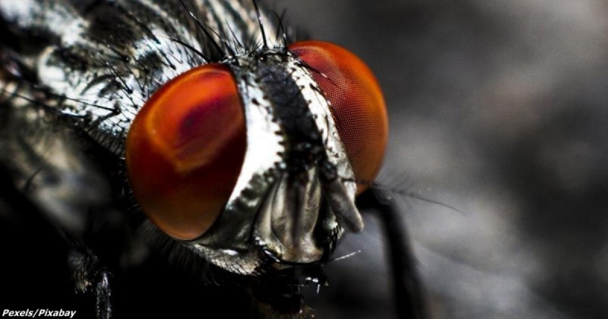 иллюстративное 