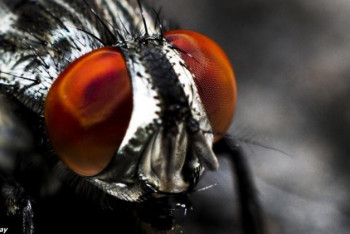 Фотография к новости: В Мексике появился новый комар, который разносит смертельный вирус