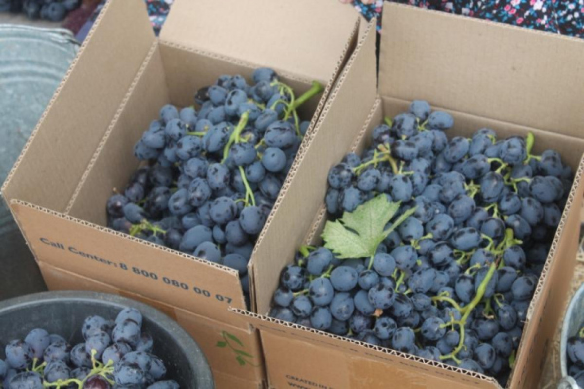 В Туркестанской области собирают 20-25 тонн винограда с гектара