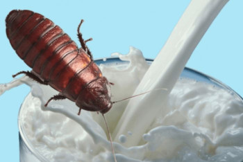 Фотография к новости: Ученые исследуют пользу молока тараканов