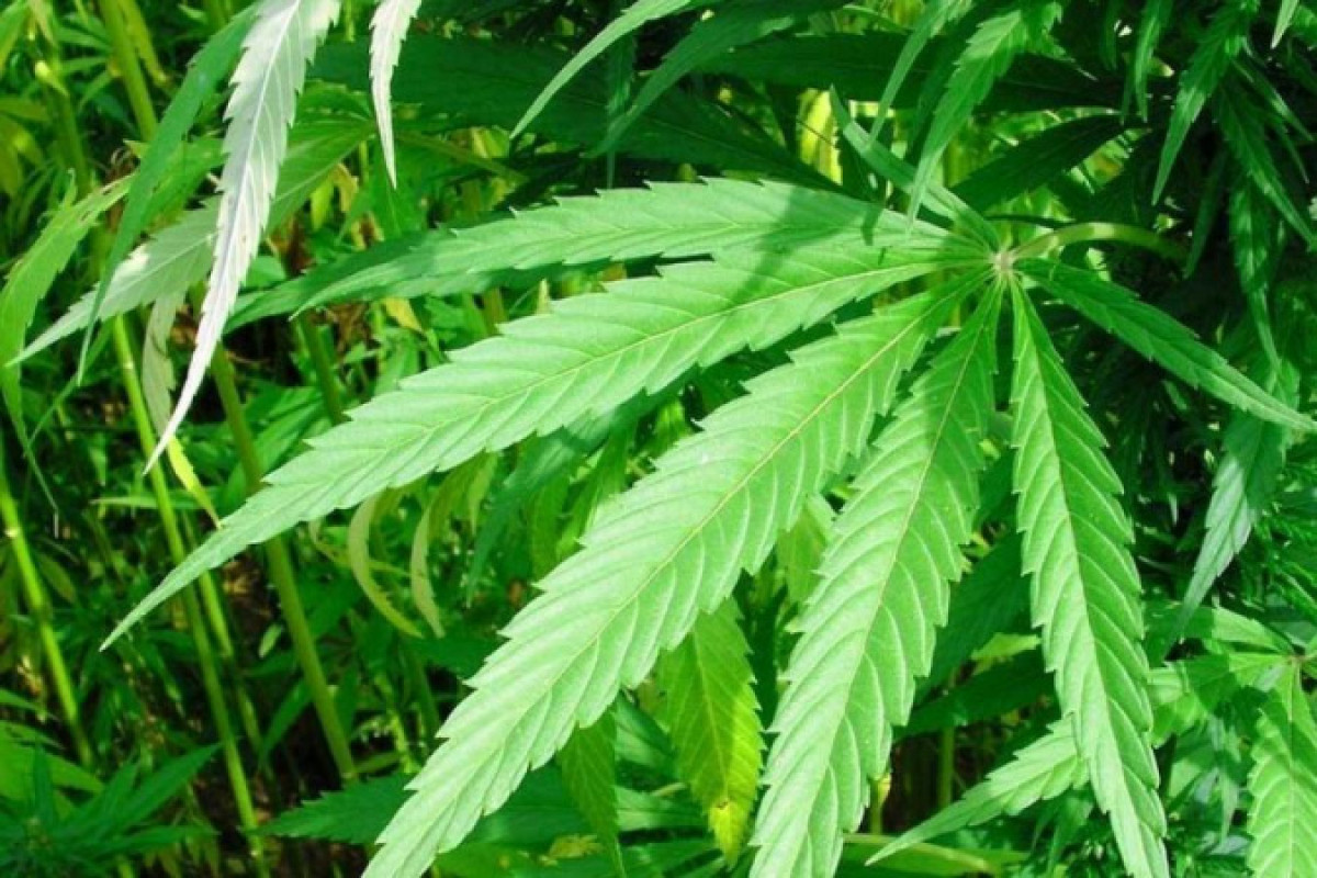 Житель Алматинской области выращивал коноплю у себя в огороде