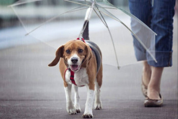 Фотография к новости: Гроза, туман, жара: Что обещают синоптики казахстанцам 18 августа