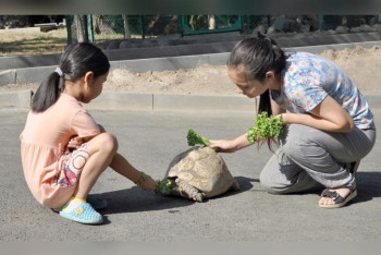 Фотография к новости: День выгула черепахи отметили в зоопарке Алматы
