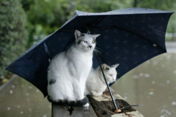 Фотография к новости: Дождливый понедельник ждет казахстанцев 19 августа