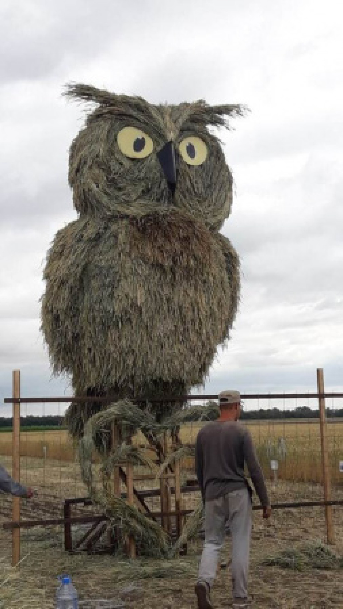 Соломенная сова появилась в Акмолинской области