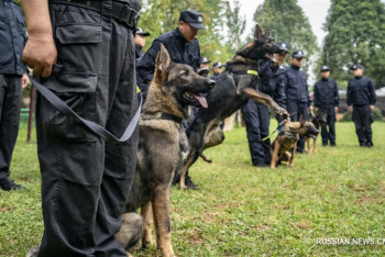 Фотография к новости: Собака для полицейских, кошки для дома — Китай ставит клонирование животных на поток