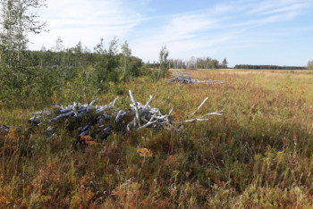 Фотография к новости: Лесничий в СКО признался, что за деньги разрешил вырубить 170 кубометров березы
