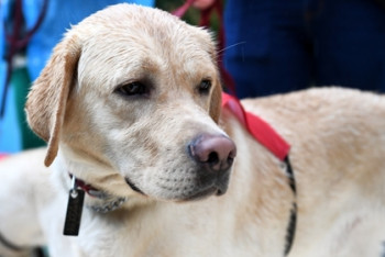 Фотография к новости: Собаки по запаху определили рак у женщин