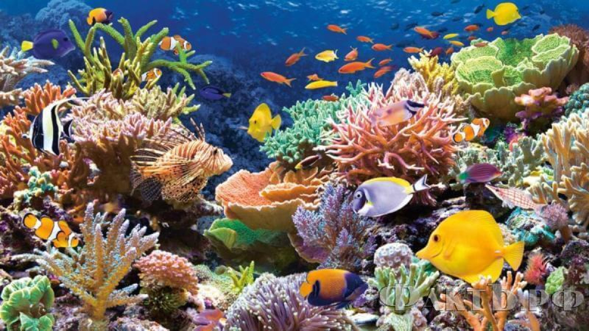 из открытых источников