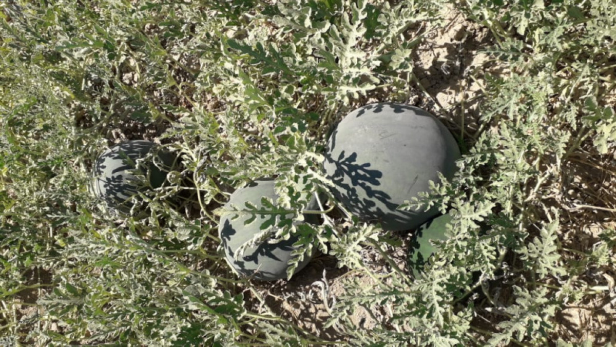 В Туркестанской области поспели арбузы, не требующие полива