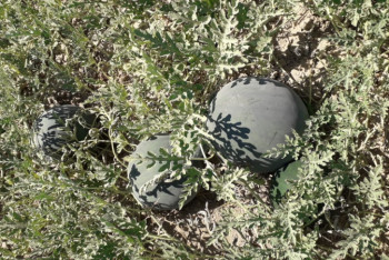 Фотография к новости: В Туркестанской области поспели арбузы, не требующие полива