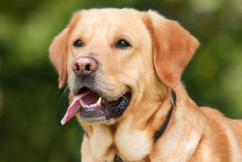 Фотография к новости: О пользе собак в борьбе с сердечными заболеваниями, рассказали ученые 