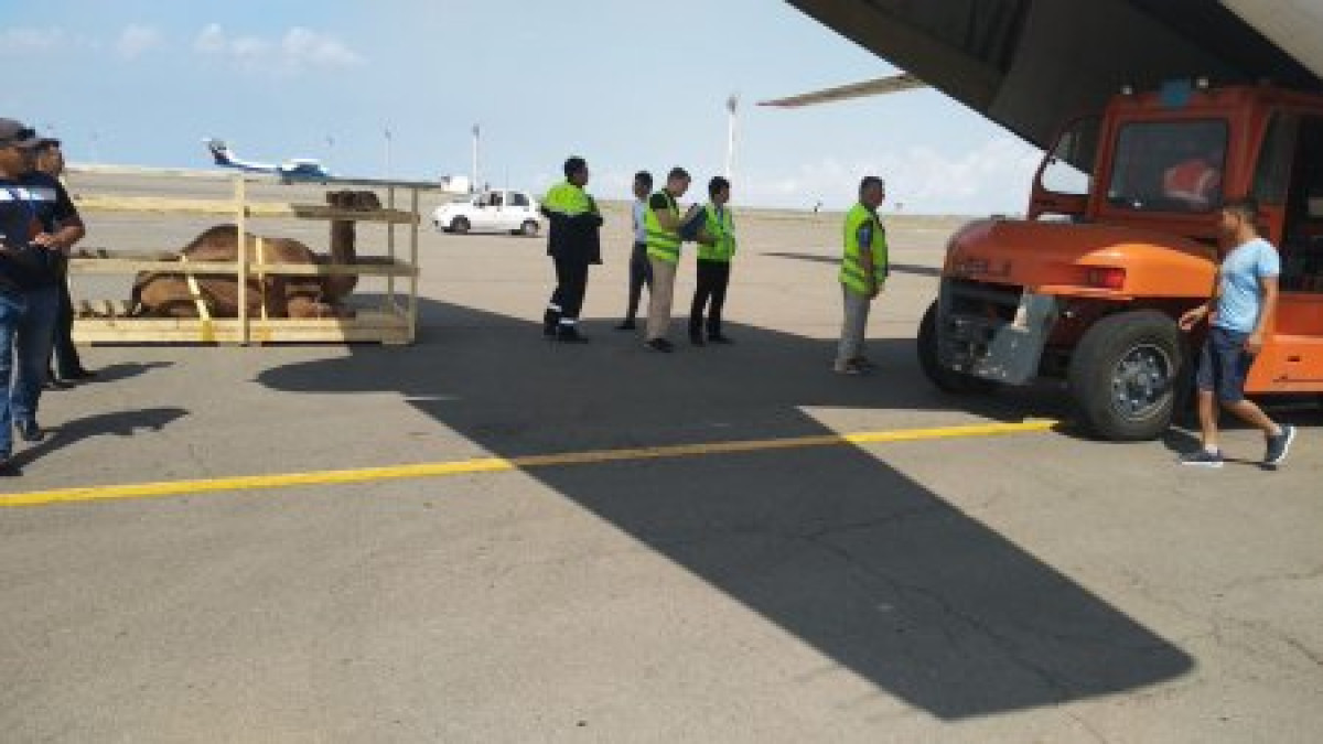 Шесть верблюдов улетели на киносъемки в Грузию из Актау