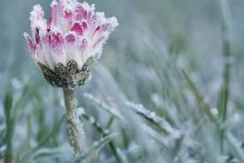Фотография к новости: Заморозки до 1-3 градусов ожидаются в трёх регионах Казахстана