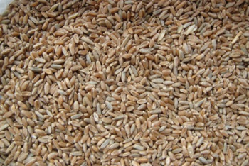 Фотография к новости: Акмолинские полицейские за полдня вычислили мужчину, укравшего 320 кг ячменя