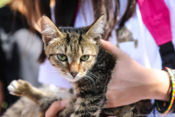 Более 100 бездомных кошек пристроили на выставках - ярмарках в Нур-Султане