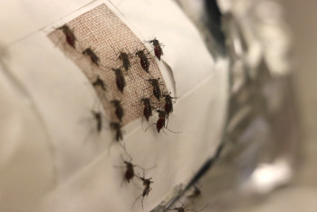 Фотография к новости: Ученые создали защищающую от комаров одежду