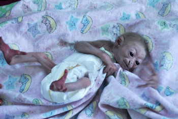 Фотография к новости: Когда посетители алматинского зоопарка смогут увидеть гиббона Джима