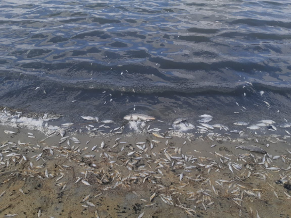 Свыше 6 тонн рыбы погибло на озере Токпан в Кызылординской области