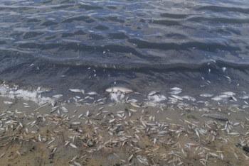 Фотография к новости: Свыше 6 тонн рыбы погибло на озере Токпан в Кызылординской области