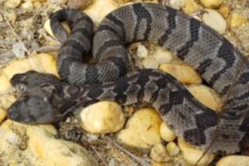 Фотография к новости: В США обнаружили редкую двуглавую змею