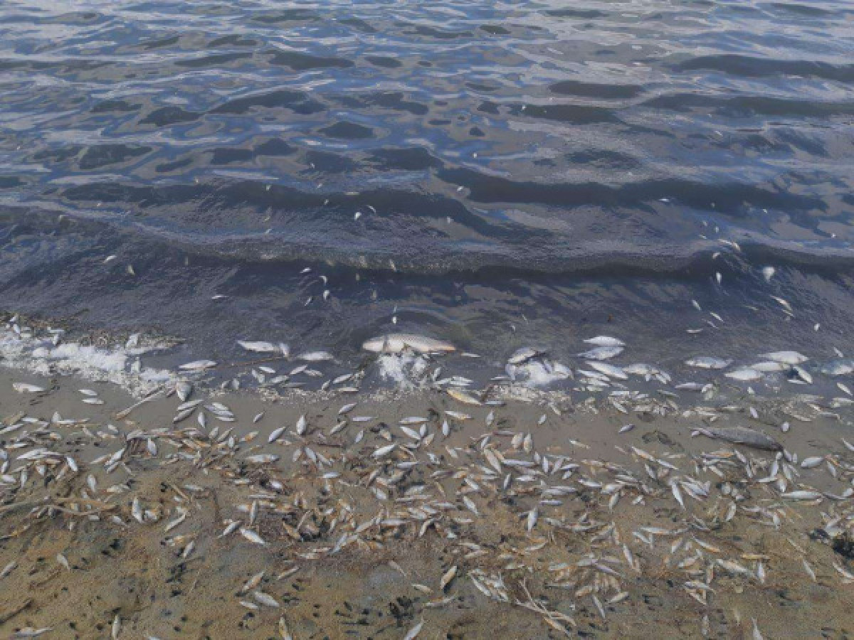 Погибло 6 тонн рыбы: экстремально высокое загрязнение озера Токпан выявил "Казгидромет"