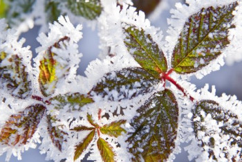 Фотография к новости: Заморозки  прогнозируют на севере, востоке и в центре Казахстана