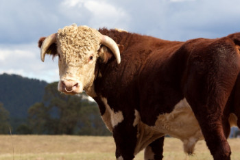 Фотография к новости: Бык насмерть забодал сельчанина в Павлодарской области