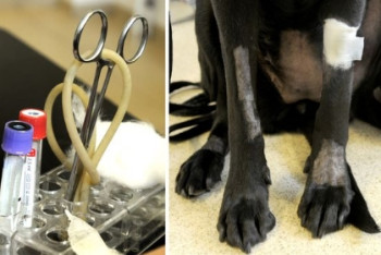 Фотография к новости: Странная эпидемия убивает собак в Норвегии