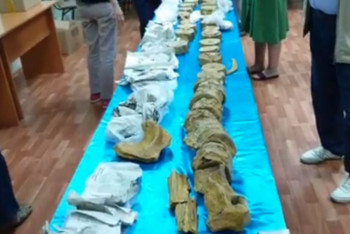 Фотография к новости:  Скелет ихтиозавра передали музею Актау