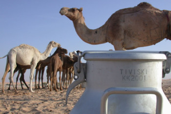 Фотография к новости: Казахстанское верблюжье молоко будут продавать на Amazon