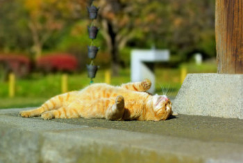 Фотография к новости: Летняя погода установится в Казахстане