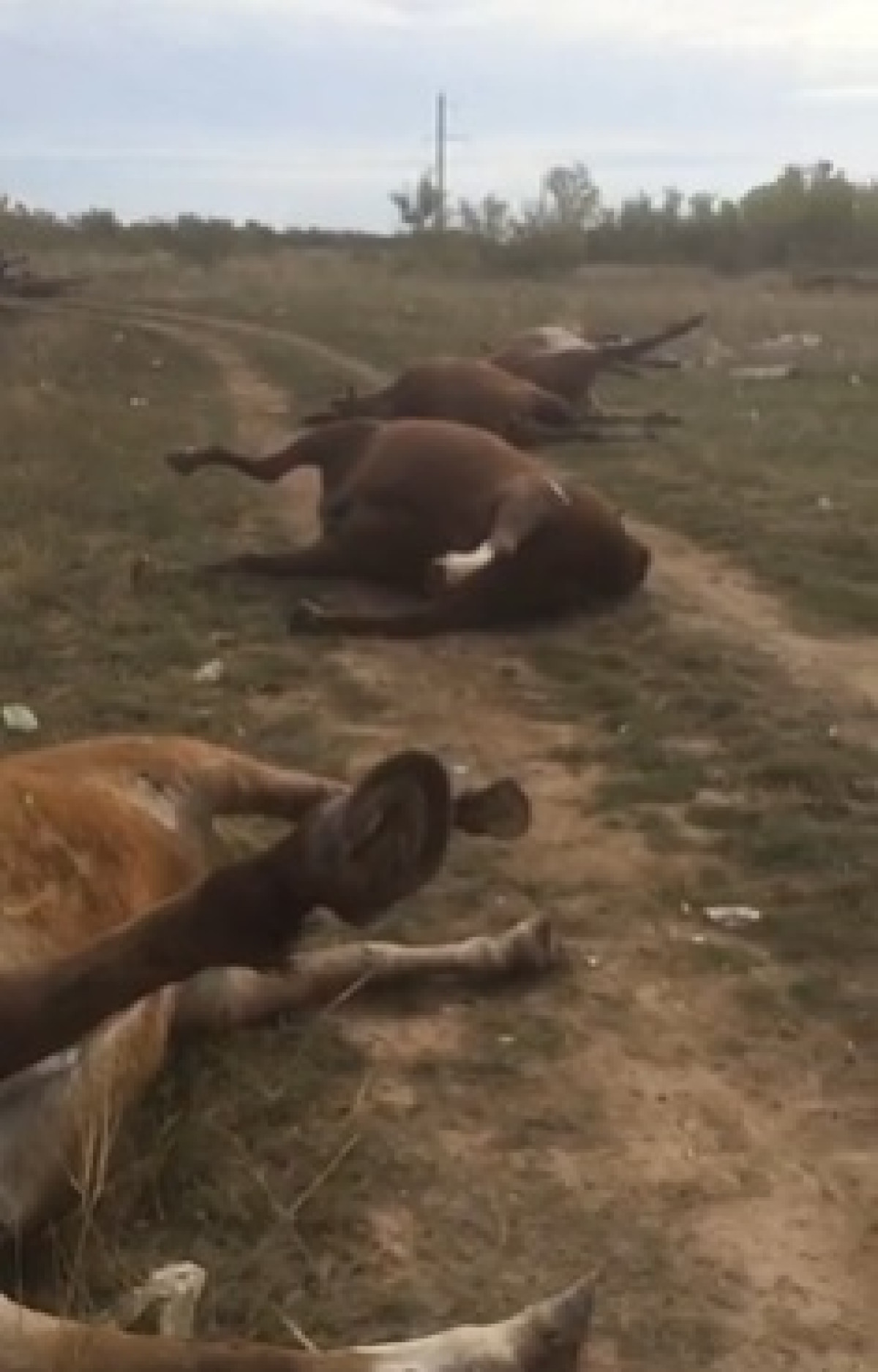 Трупы 28 лошадей обнаружены близ Нур-Султана