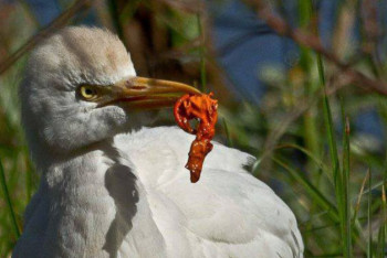 Фотография к новости: Воздушные шарики запретили в немецком городе