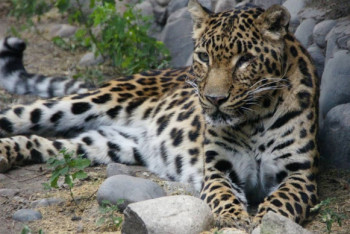 Фотография к новости: Старейшего леопарда алматинского зоопарка пришлось усыпить