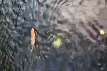 Фотография к новости: Полчища крыс устроили массовый заплыв на реке Кошкарата в Шымкенте