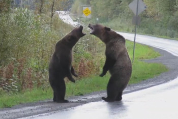 Фотография к новости: Два медведя дрались, а за ними наблюдал волк — необычное видео появилось в сети