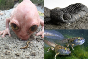 Фотография к новости: В Якутии спустя четыре миллиона лет спячки ожил древний динозавр