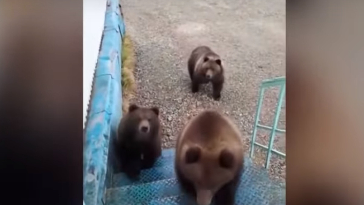 кадр из видео