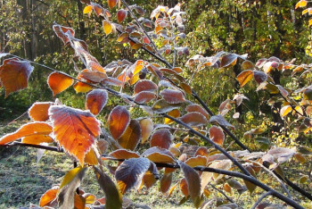 Фотография к новости: Заморозки прогнозируют синоптики в ряде областей Казахстана