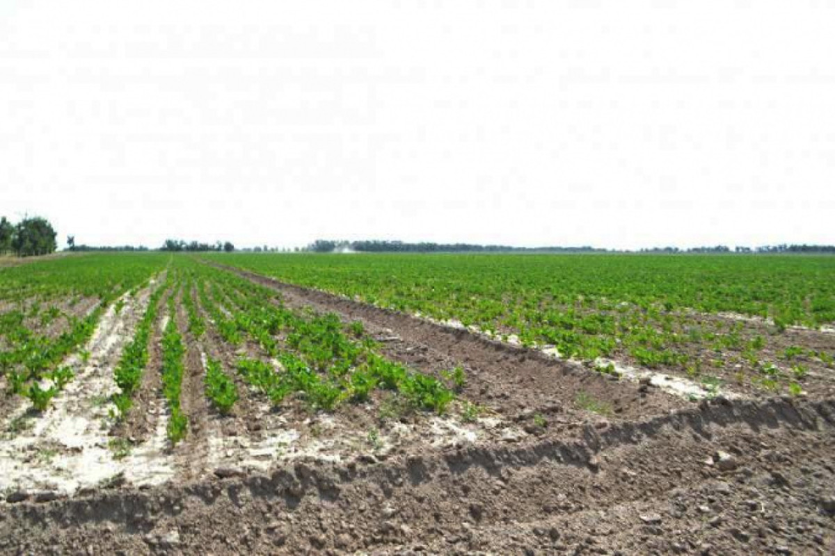 3300 га земель вернули государству в Туркестанской области