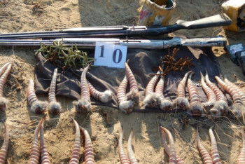 Фотография к новости: Скрываясь от погони, браконьеры на ходу выбрасывали из авто рога сайги и оружие в ЗКО 