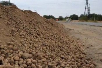 Фотография к новости: Неизвестные высыпали горы картошки вдоль трассы в Алматинской области