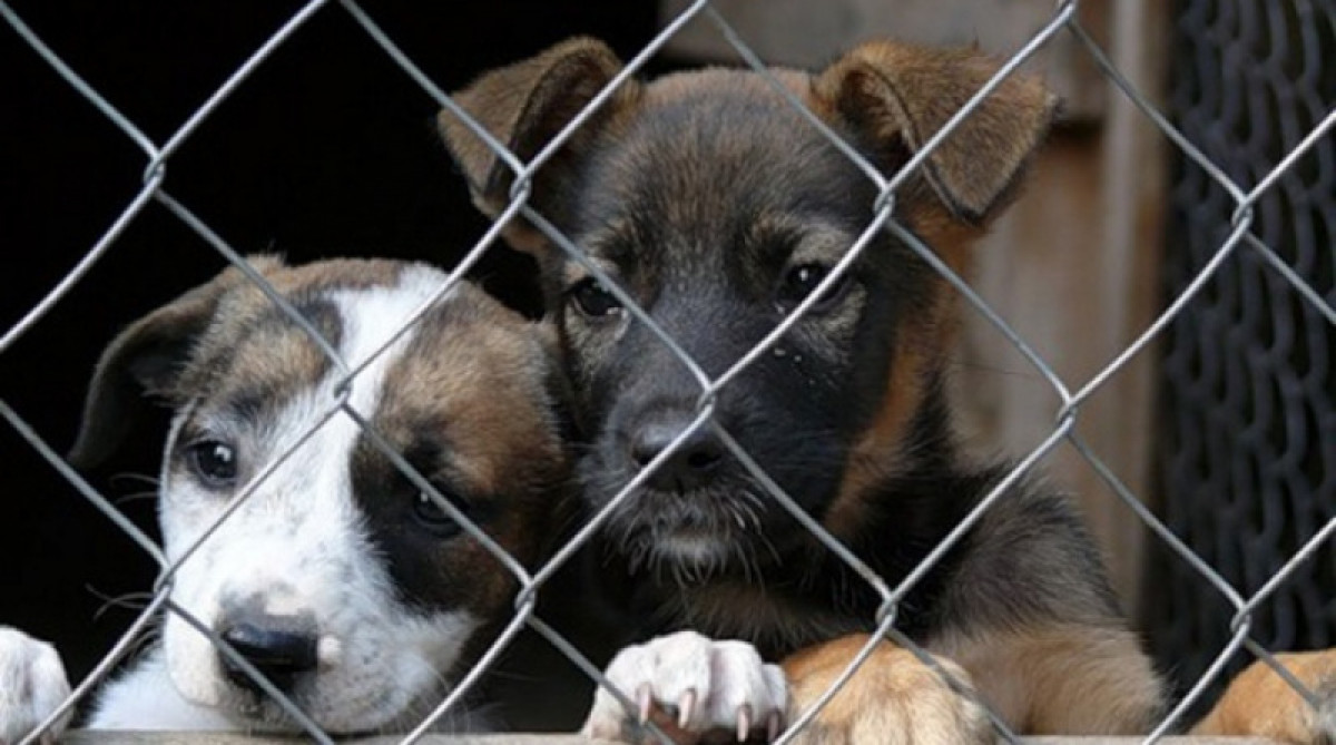 Столичный питомник для бродячих кошек и собак могут передать волонтерам