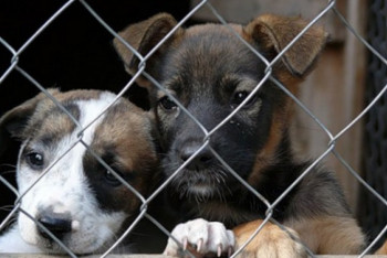 Фотография к новости: Столичный питомник для бродячих кошек и собак могут передать волонтерам