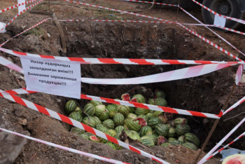 Фотография к новости: Зараженные арбузы уничтожили в Нур-Султане